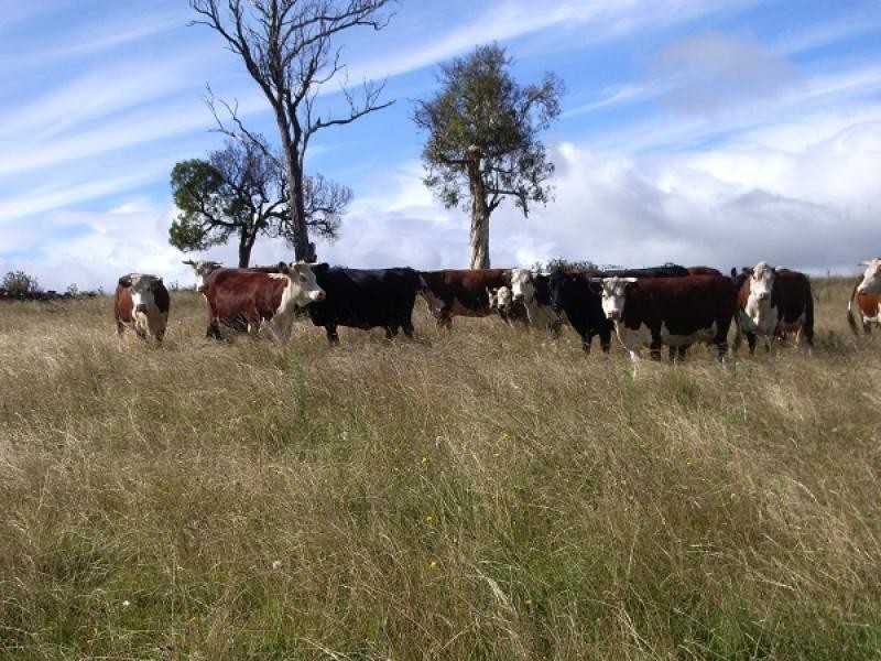 387 Shannonvale Road, Glen Innes NSW 2370