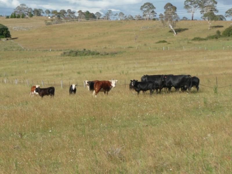 387 Shannonvale Road, Glen Innes NSW 2370