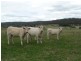 Glen Innes NSW 2370
