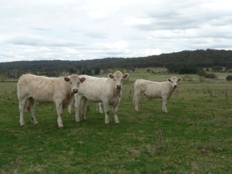 Glen Innes NSW 2370
