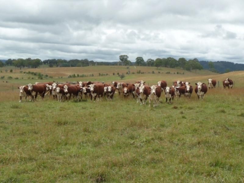 Glen Innes NSW 2370