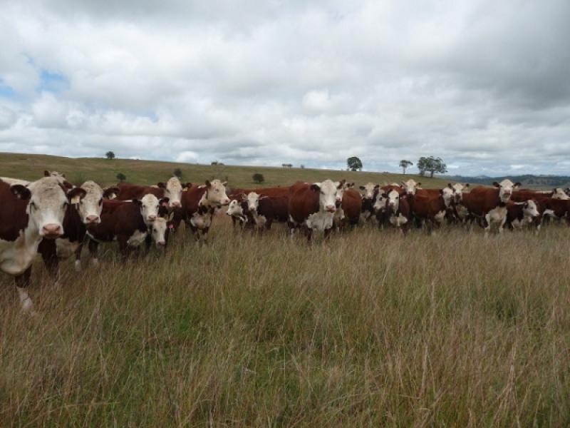 Glen Innes NSW 2370