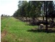 Gunnedah NSW 2380