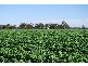 Boggabri NSW 2382
