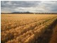 Carroll NSW 2340