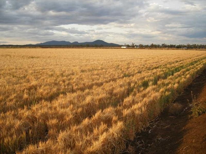 Carroll NSW 2340