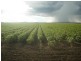 Carroll NSW 2340