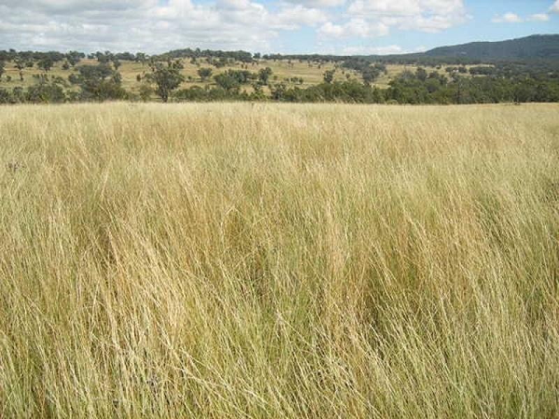 Tambar Springs NSW 2381