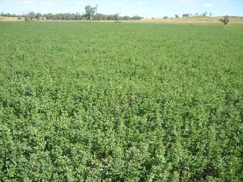 Tambar Springs NSW 2381