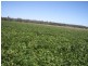 Binnaway NSW 2395