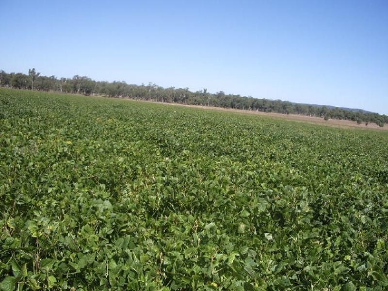 Binnaway NSW 2395