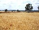 Bingara NSW 2404