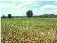 Bingara NSW 2404