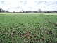 Graman NSW 2360