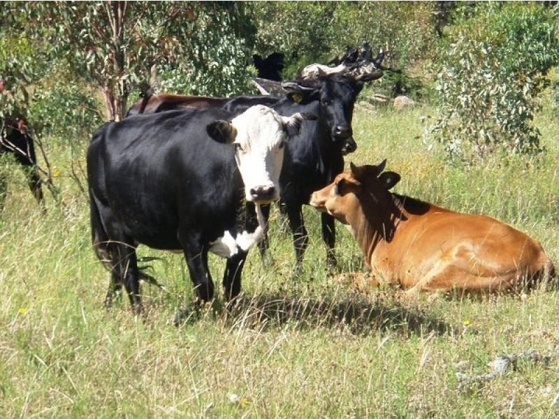 Bundarra NSW 2359