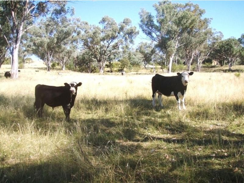 Gum Flat NSW 2360