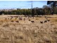 Gum Flat NSW 2360