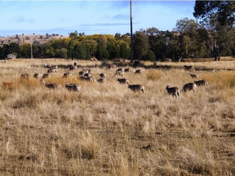 Gum Flat NSW 2360