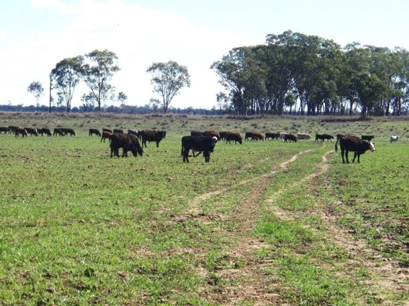 Texas QLD 4385