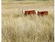 Gragin NSW 2403