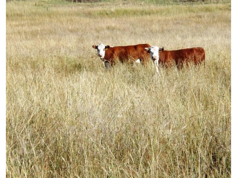 Gragin NSW 2403