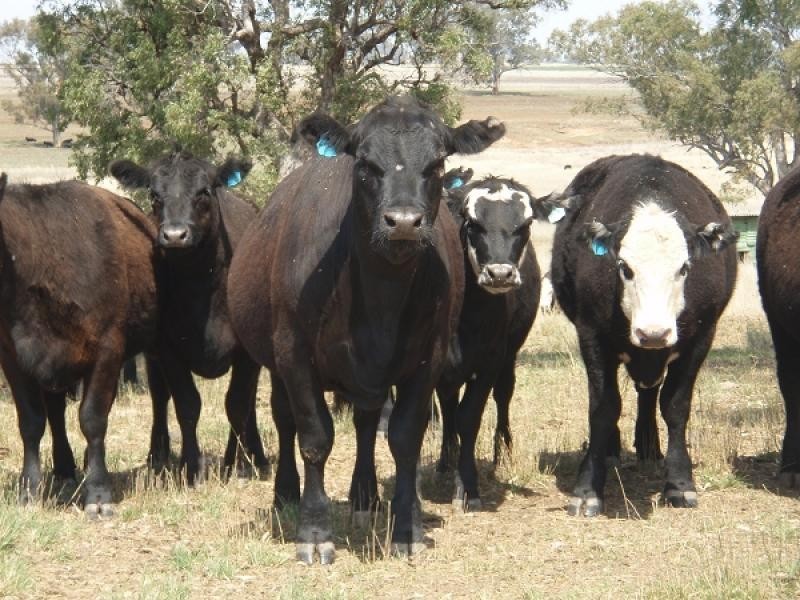 Graman NSW 2360