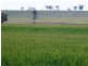 Graman NSW 2360