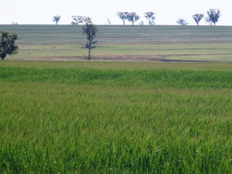 Graman NSW 2360