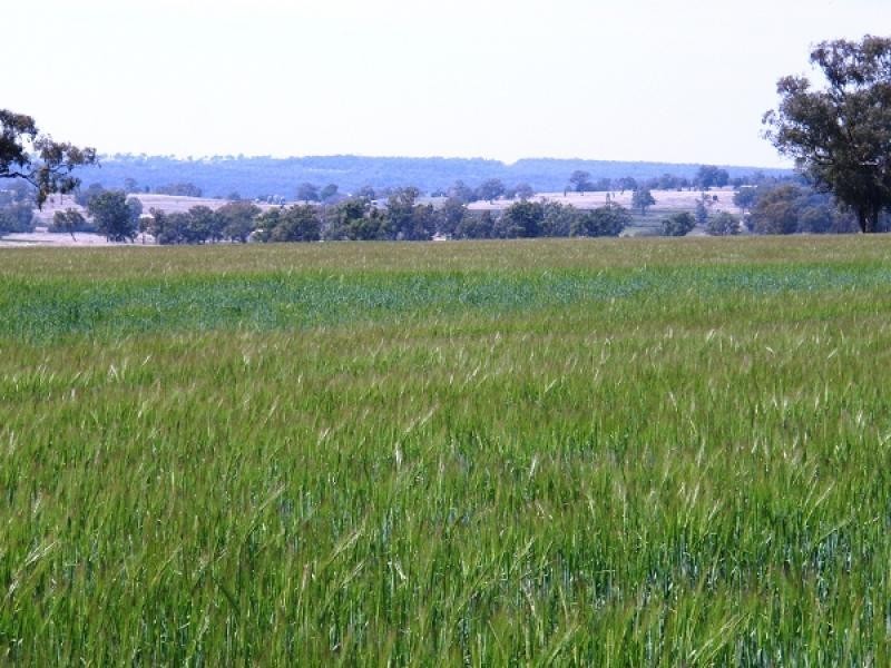 Graman NSW 2360