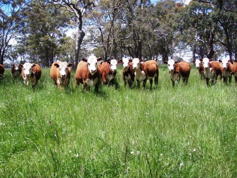 Kings Plains NSW 2360