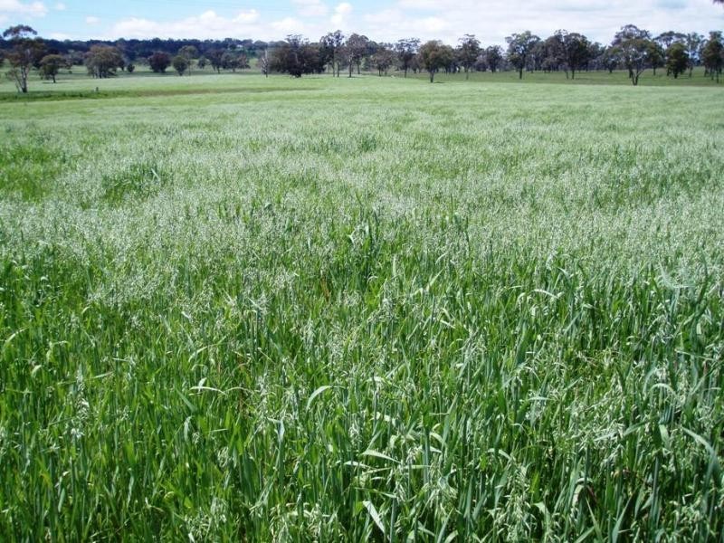 Kings Plains NSW 2360