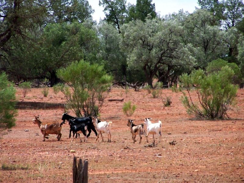 56 kilometres west of Cobar on Barrier Highway., Cobar NSW 2835