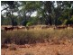 Tottenham NSW 2873
