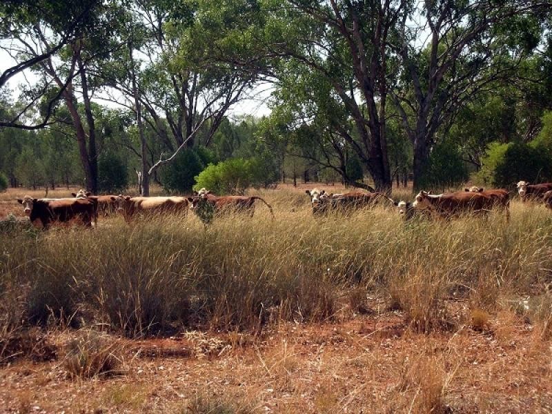 Tottenham NSW 2873