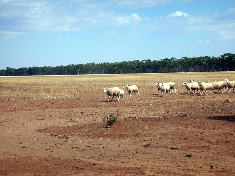 Tottenham NSW 2873