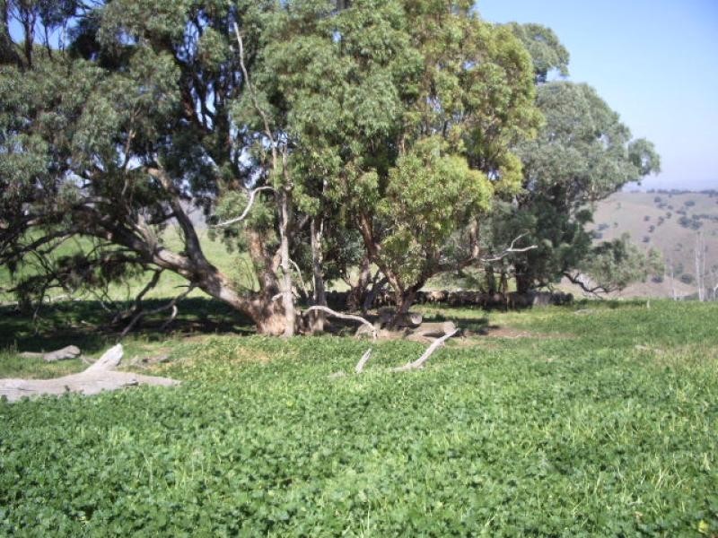 Golspie NSW 2580