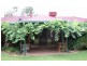 8 Japonica, Narrandera NSW 2700