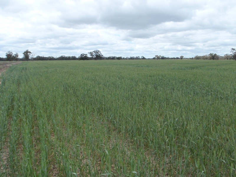 Lot 1 Wakool Road, Wakool NSW 2710