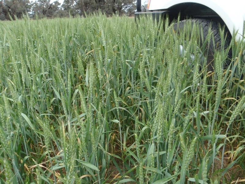 Lot 1 Wakool Road, Wakool NSW 2710