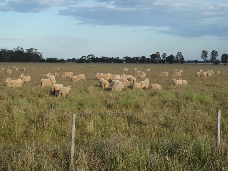 Mathoura NSW 2710