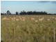 Mathoura NSW 2710