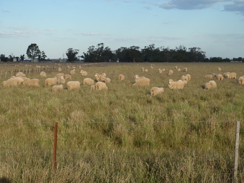 Mathoura NSW 2710
