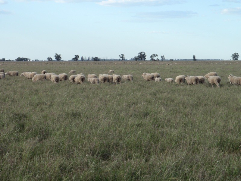 Mathoura NSW 2710