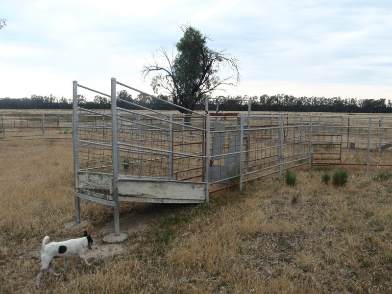 118 Boggy Creek Road, Deniliquin NSW 2710