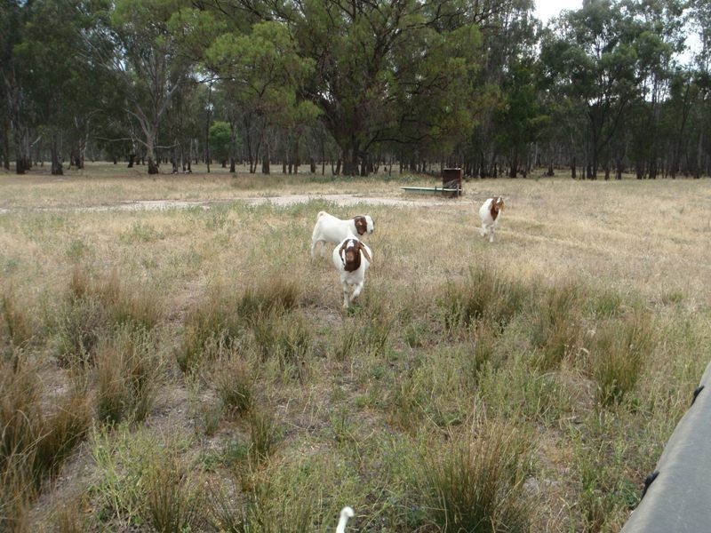 118 Boggy Creek Road, Deniliquin NSW 2710