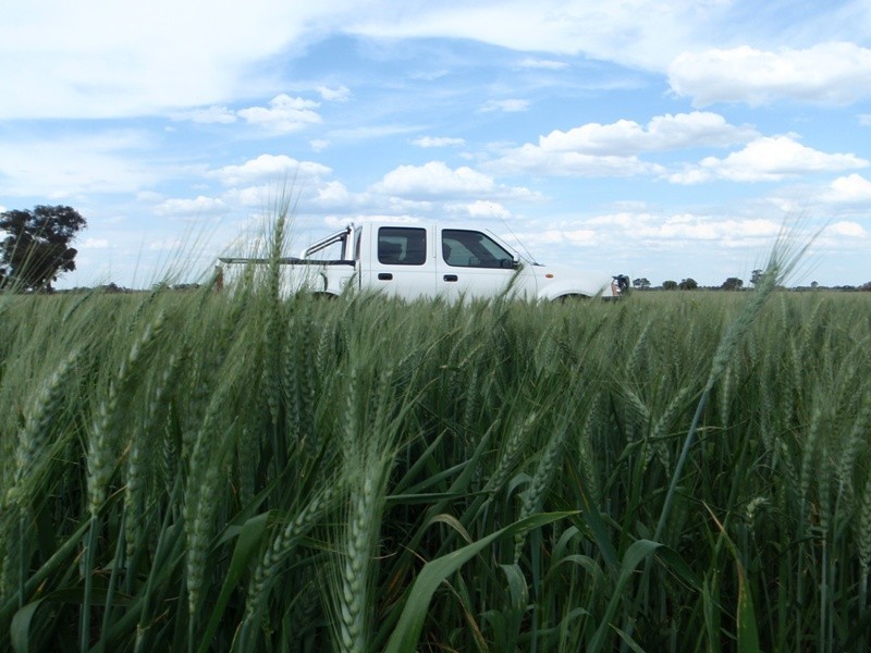 Barham NSW 2732