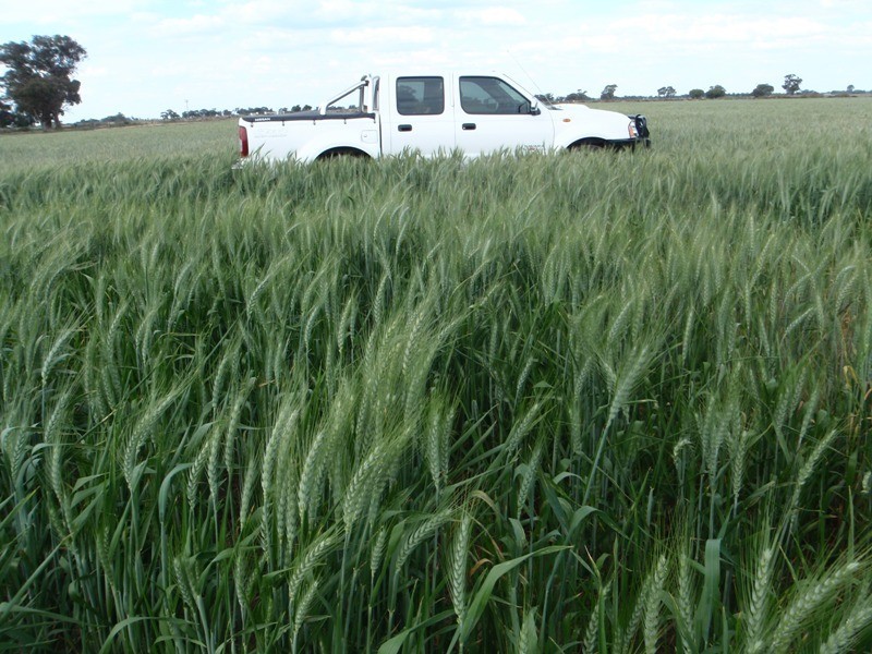 Barham NSW 2732