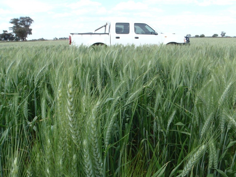 Barham NSW 2732
