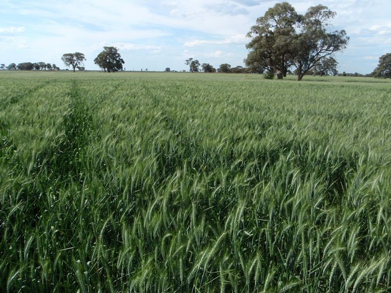 Barham NSW 2732