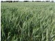 Barham NSW 2732